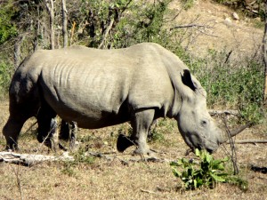 15June15 -Kruger Trip - Rhino Side View