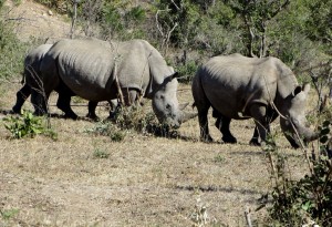 15June15 -Kruger Trip - 3 Rhinos