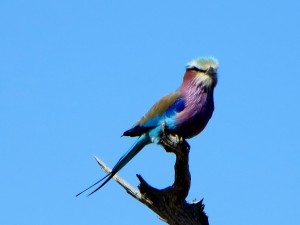 15June15 -Kruger Trip -7 Color Bird