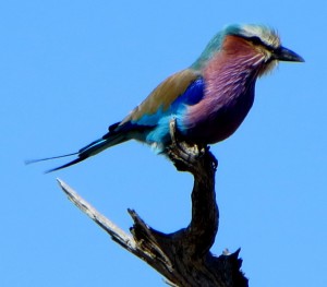 15June15 -Kruger Trip - 7 Color Bird - Very Good