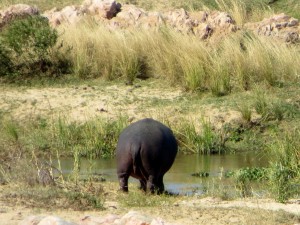 15June15 -Kruger Trip - Hippo But