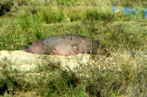 15June15 -Kruger Trip - Sleeping Hippo