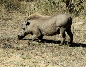 15June15 -Kruger Trip - Keeling Warthog -