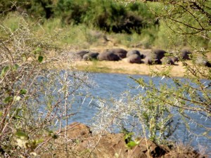 15June15 -Kruger Trip - Pod of Hippos Resting