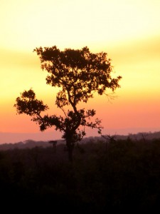 15June15 -Kruger Trip - LS - Sunset Tree