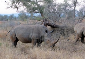 15June15 -Kruger Trip - LS - Big Rhino