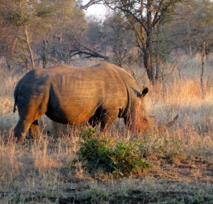 15June15 -Kruger Trip - LS - Rhino with sun shining on it