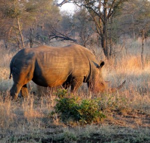 15June15 -Kruger Trip - LS - Rhino with sun shining on it