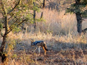 15June15 -Kruger Trip - LS - Hyena Finally