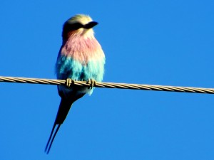 15June15 -Kruger Trip - LS - 7 Color Bird on wire