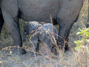 15June15 -Kruger Trip - LS - Week old elephant under mother