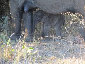 15June15 -Kruger Trip - LS - Week Old Elephant side view