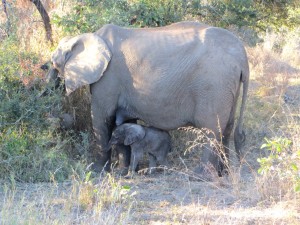 15June15 -Kruger Trip - LS - Week Old Elephant
