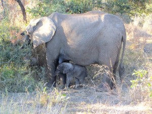 15June15 -Kruger Trip - LS - Week Old Elephant