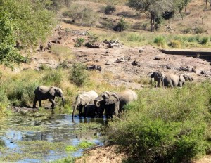 15June15 -Kruger Trip - LS - elephants at water hole 2