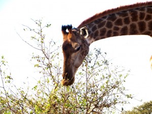 15June15 -Kruger Trip - LS - Giraffe Head down