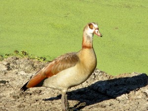 15June15 -Kruger Trip - LS - Egytian Goose - great