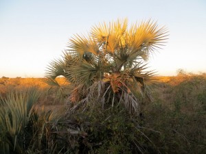 15June15 -Kruger Trip - LS - Sunset on Palm