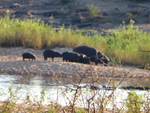 15June15 -Kruger Trip - LS - Hippo Family in morning