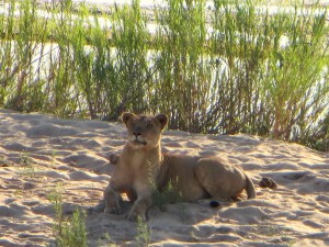 15June15 -Kruger Trip - LS - Lioness on sand