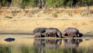 15June15 -Kruger Trip - LS - Hippo Pod Clese