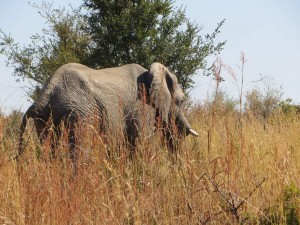 15June15 -Kruger Trip - LS - Last Elephant
